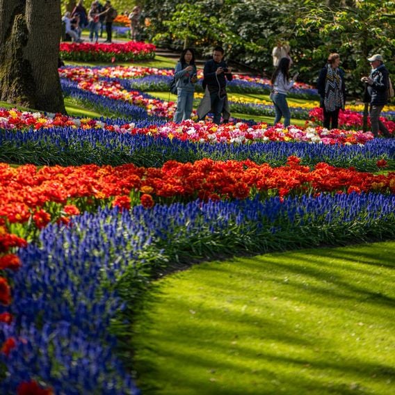 Tulip 'Murillo Mixed'