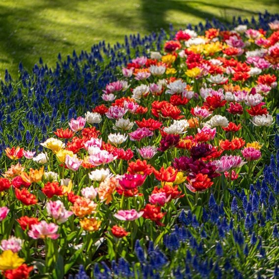 Tulip 'Murillo Mixed'