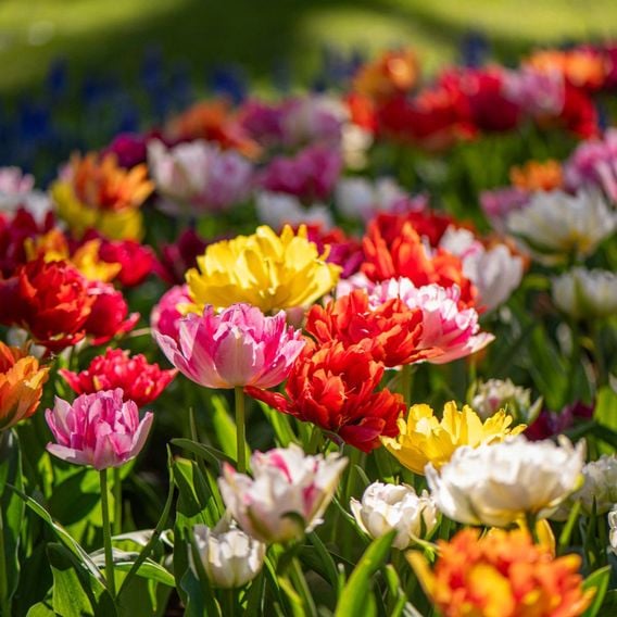 Tulip 'Murillo Mixed'