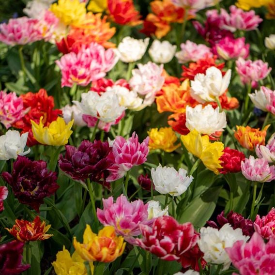 Tulip 'Murillo Mixed'