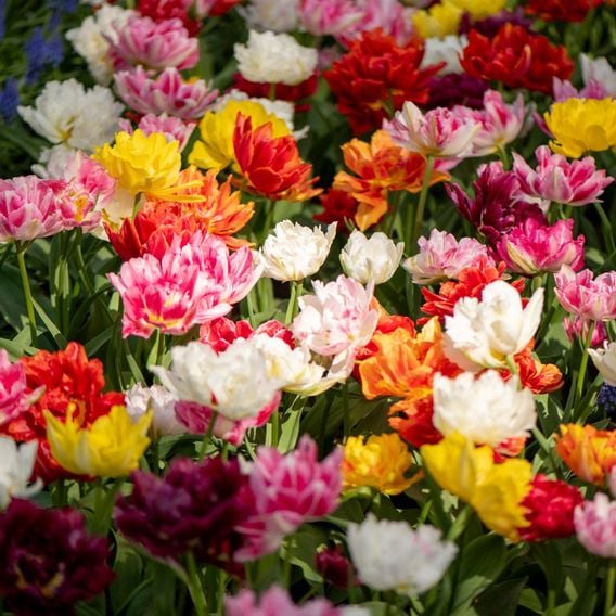 Tulip 'Murillo Mixed'