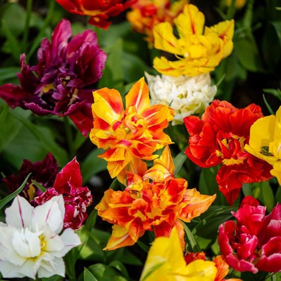 Tulip 'Murillo Mixed'