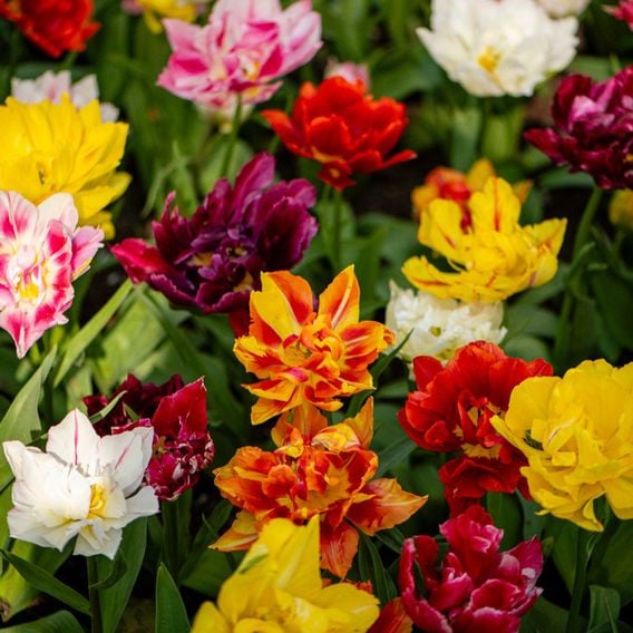 Tulip 'Murillo Mixed'
