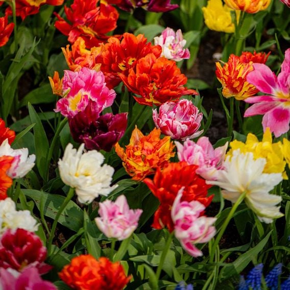 Tulip 'Murillo Mixed'