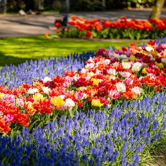 Tulip 'Murillo Mixed'