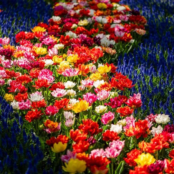 Tulip 'Murillo Mixed'