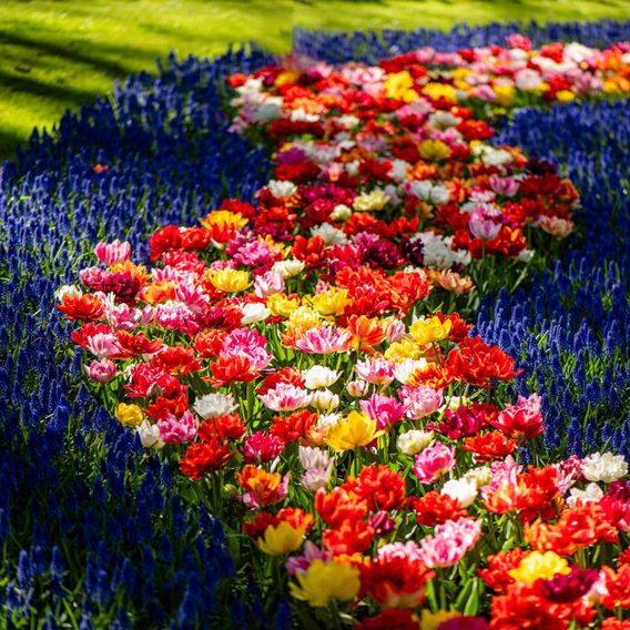 Tulip 'Murillo Mixed'