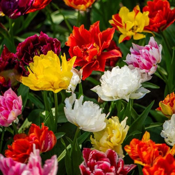 Tulip 'Murillo Mixed'