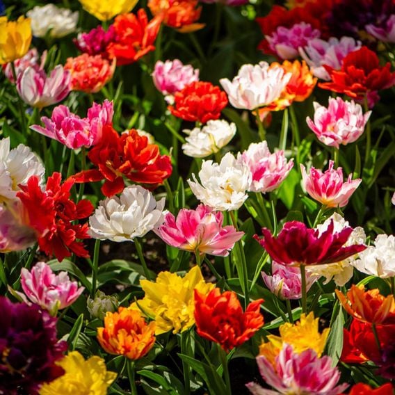 Tulip 'Murillo Mixed'