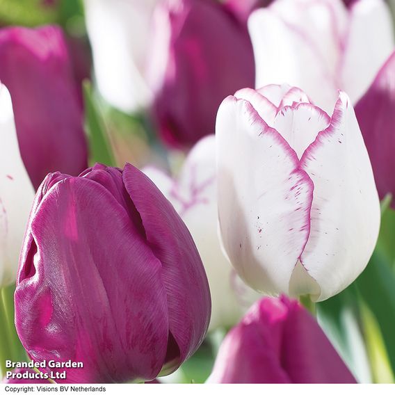 Tulip 'Shirley'