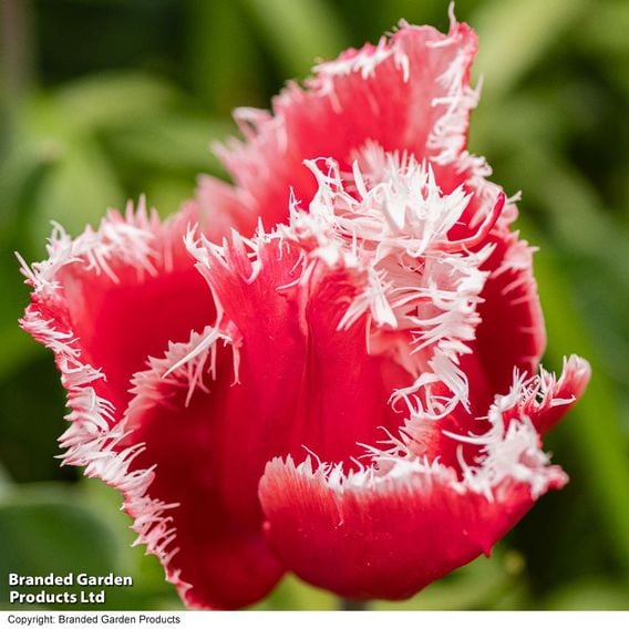 Tulip 'New Santa'