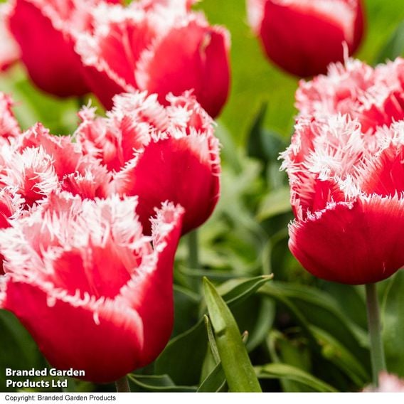 Tulip 'New Santa'