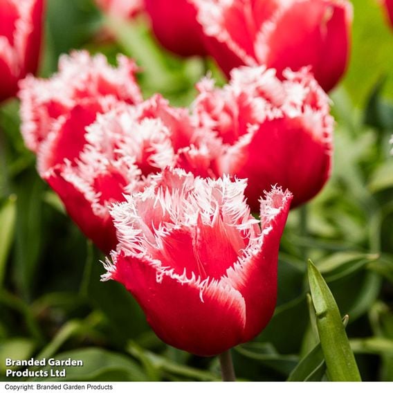 Tulip 'New Santa'