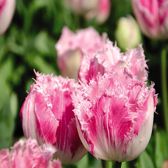 Tulip Pink Fountain