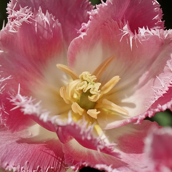 Tulip 'Pink Fountain'