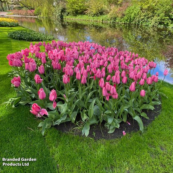 Tulip 'Pink Giant'