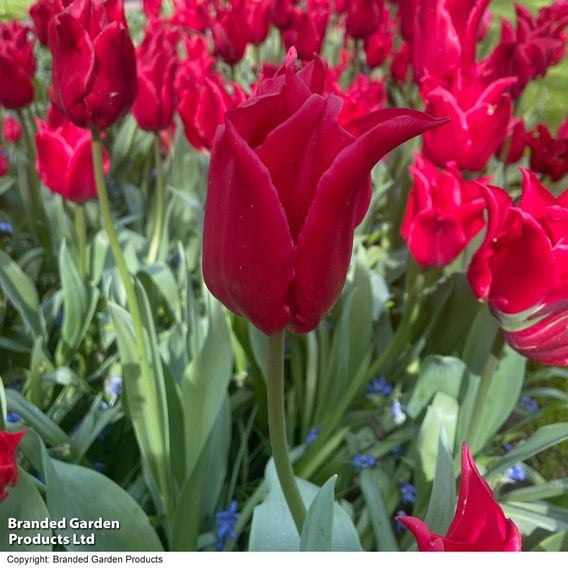 Tulip 'Pretty Woman'