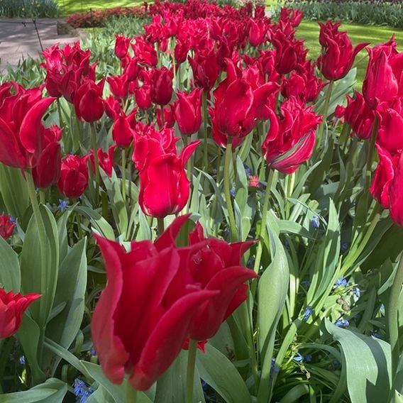Tulip 'Pretty Woman'