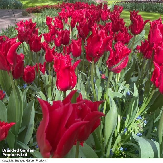 Tulip 'Pretty Woman'