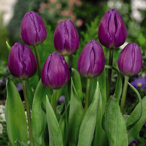 Tulip 'Purple Flag'