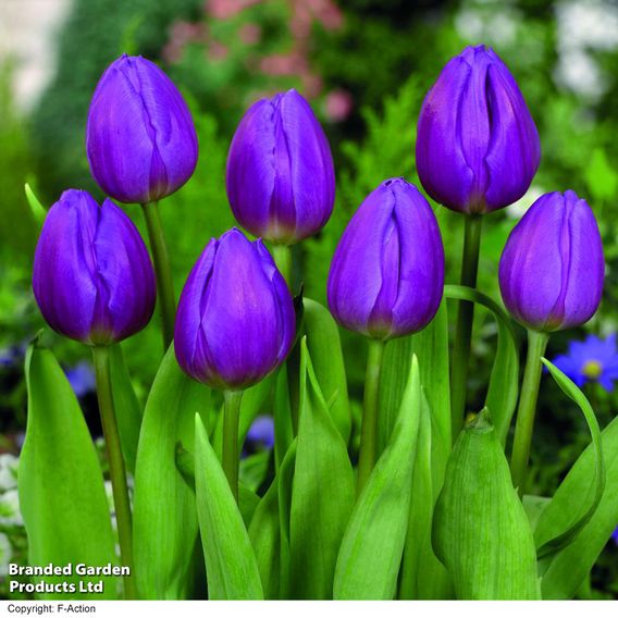 Tulip 'Purple Flag'