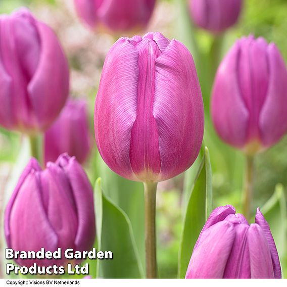 Tulip 'Purple Flag'