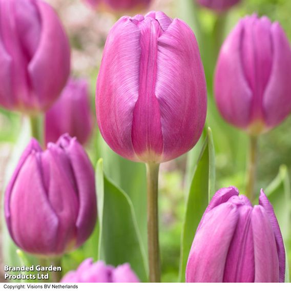 Tulip 'Purple Flag'