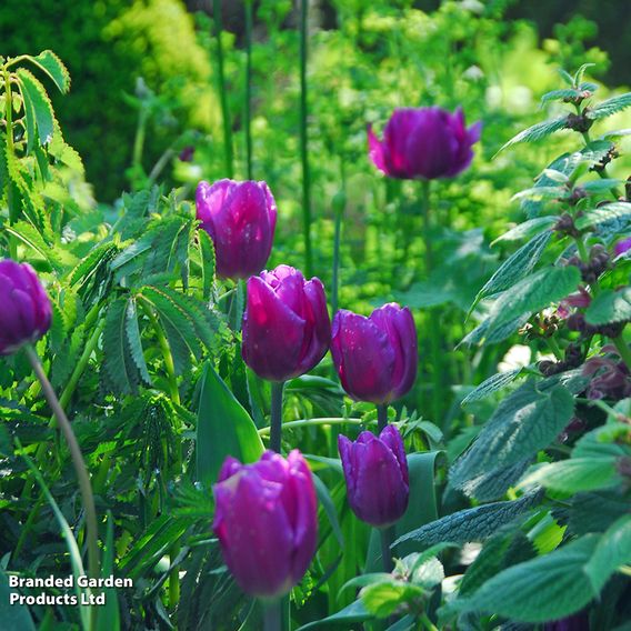 Tulip 'Purple Flag'