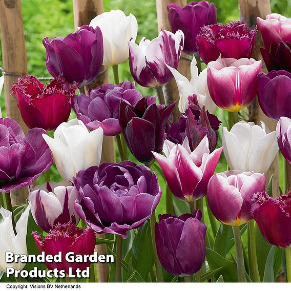 Tulip 'Purple Passion Blend'