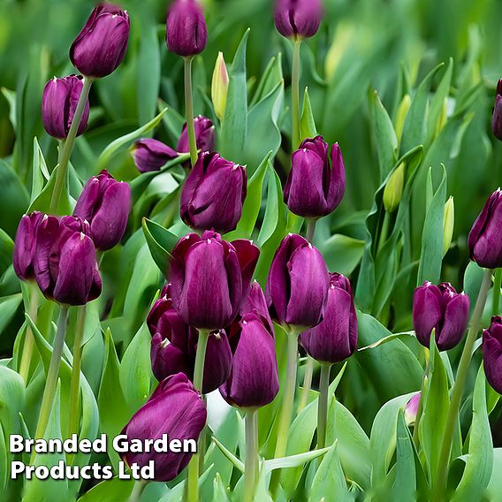 Tulip, Hyacinth & Anemone Mix