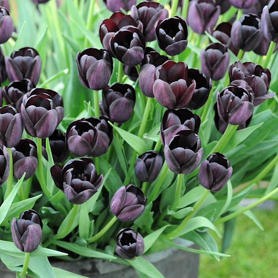 Tulip 'Queen of the Night'