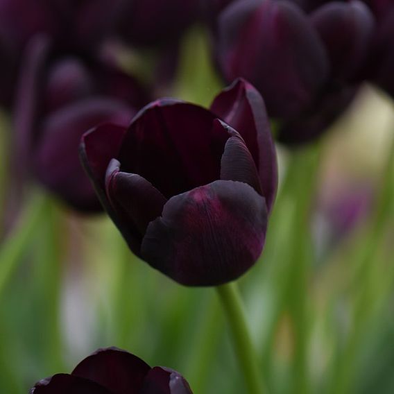 Tulip Queen of the Night | Suttons