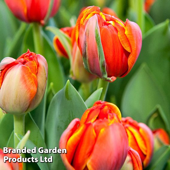 Tulip 'Queensday'