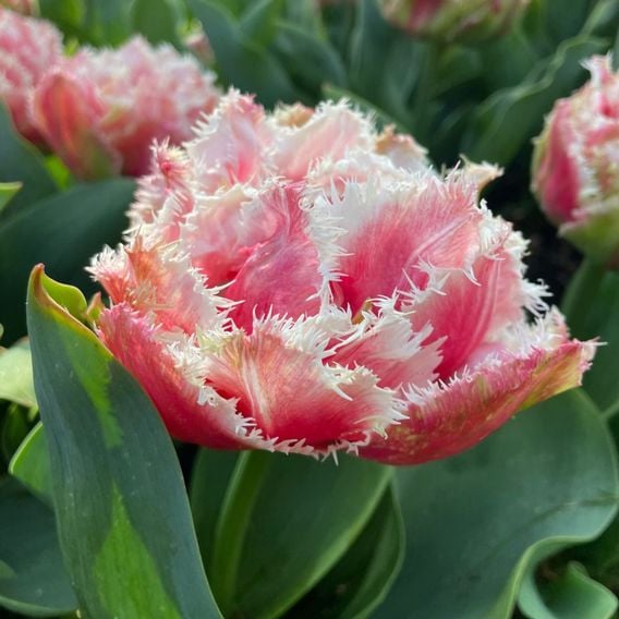 Tulip 'Doubles Collection'
