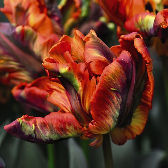 Tulip 'Rasta Parrot'