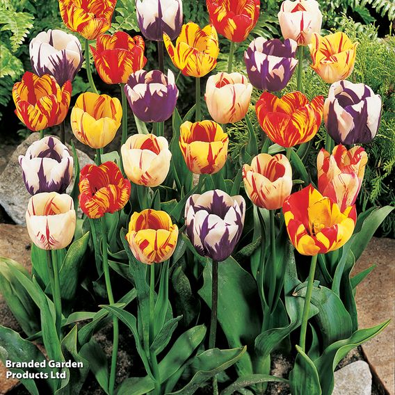 Tulip 'Rembrandt Mix'