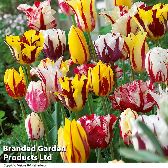 Tulip 'Rembrandt Mix'