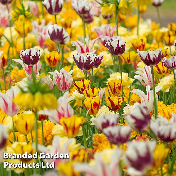 Tulip 'Rembrandt Mix'