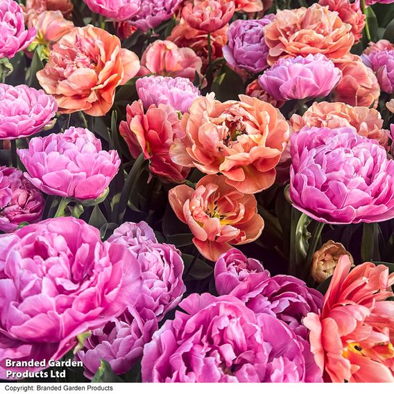 Tulip Sensational Sorbet Collection