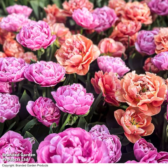 Tulip Sensational Sorbet Collection
