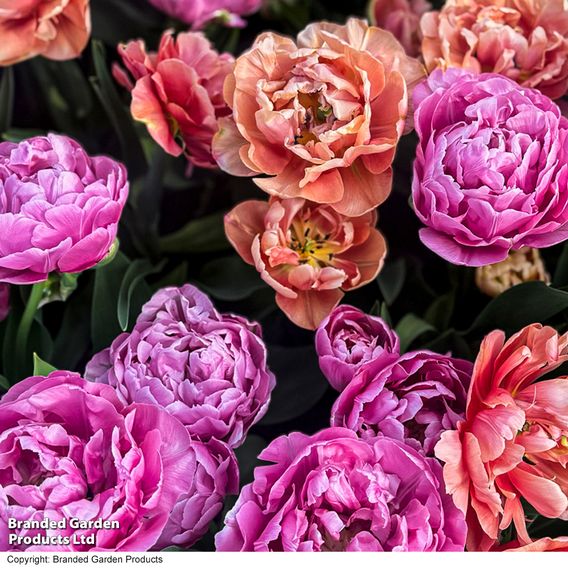 Tulip Sensational Sorbet Collection