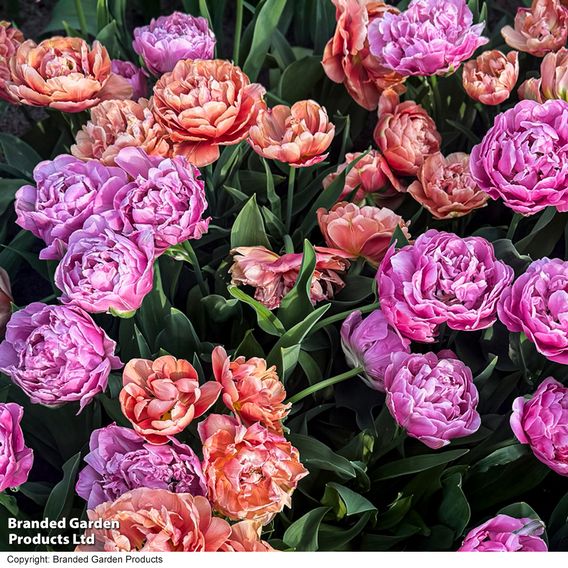 Tulip Sensational Sorbet Collection