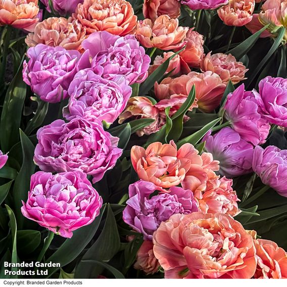 Tulip Sensational Sorbet Collection