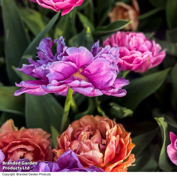 Tulip Sensational Sorbet Collection