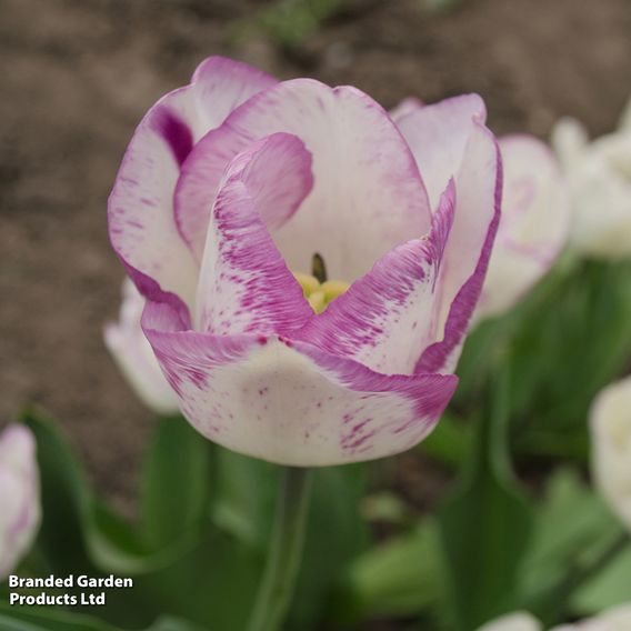 Tulip 'Shirley'