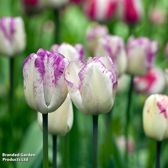 Tulip 'Shirley'