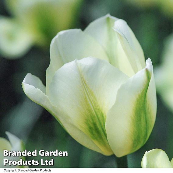 Tulip 'Spring Green'