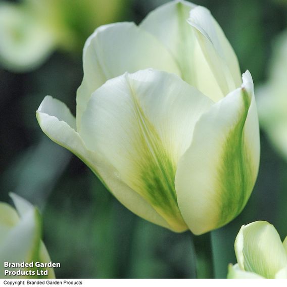 Tulip 'Spring Green'