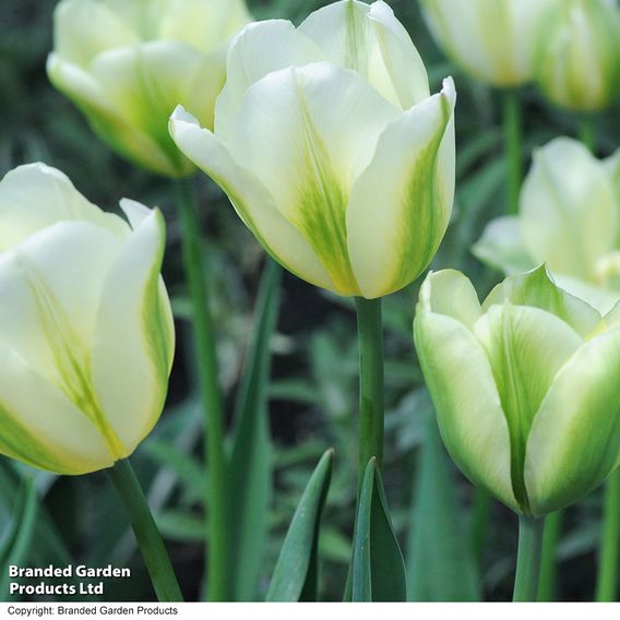 Tulip 'Spring Green'
