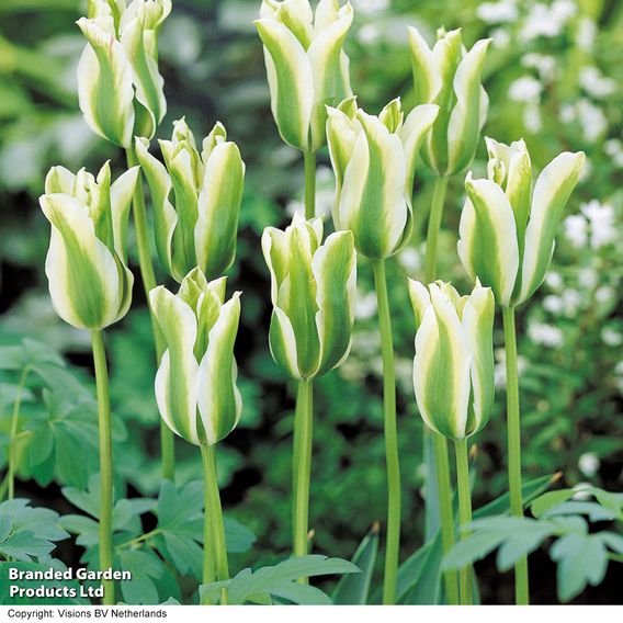 Tulip 'Spring Green'